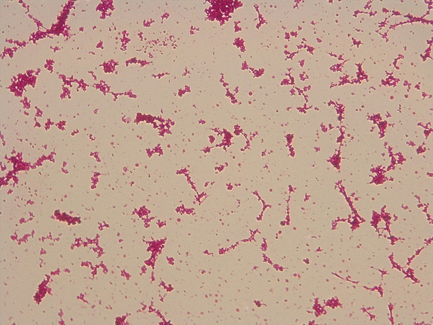 Coccus Slides - Coccus 06 1000X